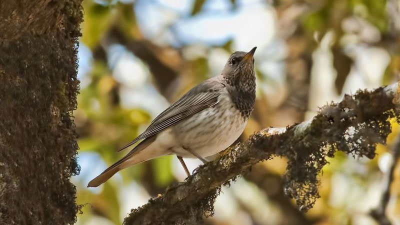 Further Afield | Soulitude