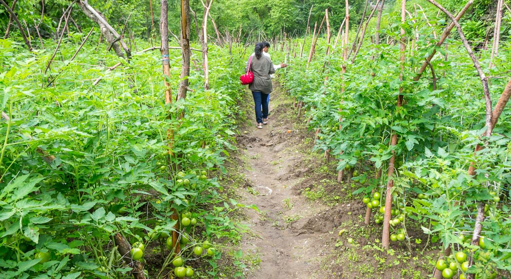 Agricultural walk | Soulitude