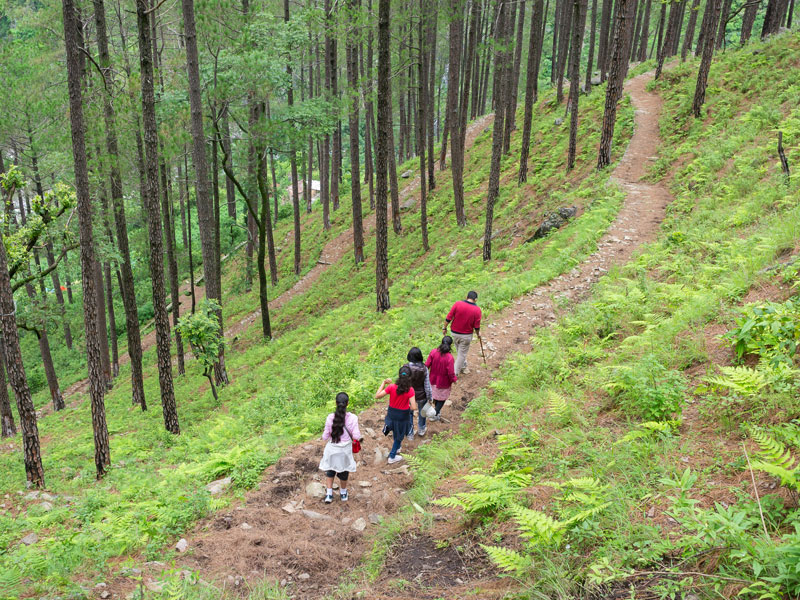 Pine Forest Bathing | Soulitude