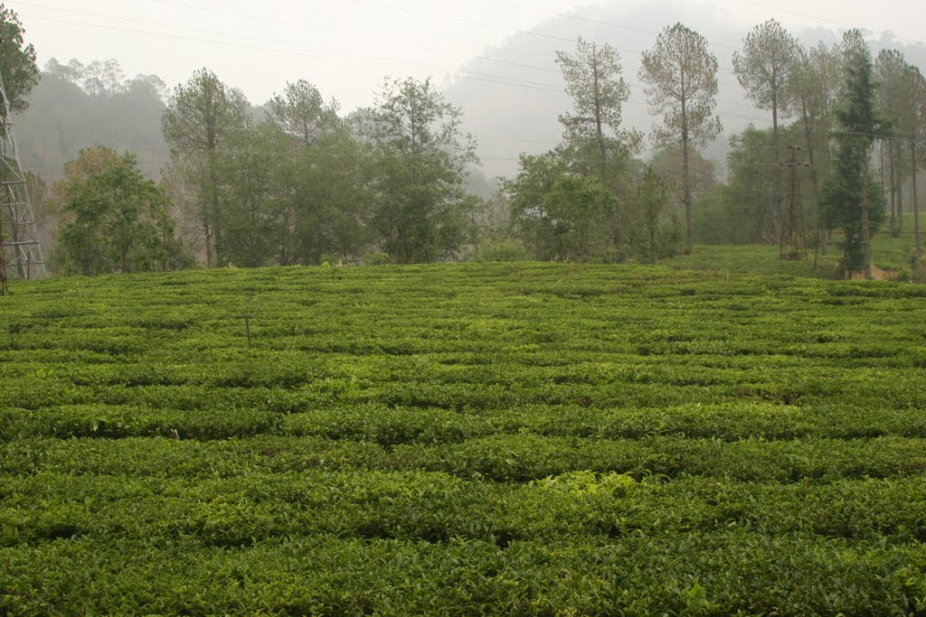 Shyamkhet Tea Garden