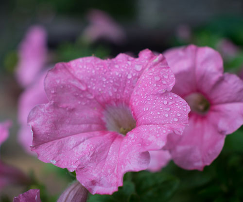 Flowers at Soulitude