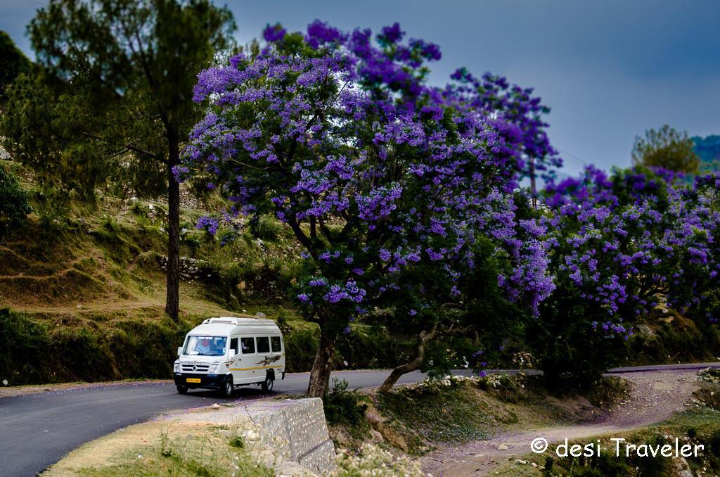 jacaranda-trees-flowers