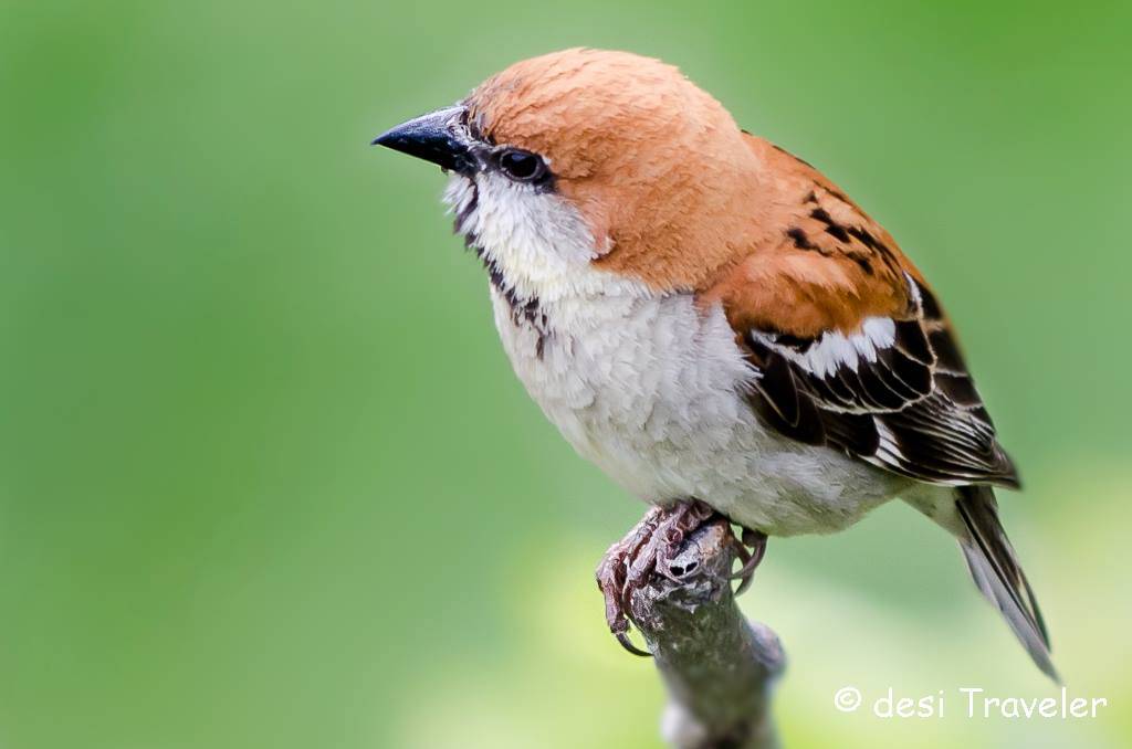 little-bird-kumaon