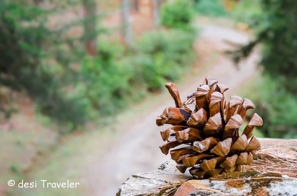 pine-cone