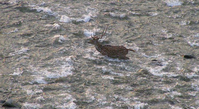 wildlife in pangot, uttarakhand